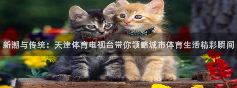 nba袋鼠直播：新潮与传统：天津体育电视台带你领略城市体育生活精彩瞬间