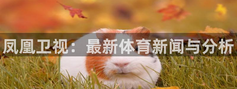 袋鼠直播体育.新网页.org：凤凰卫视：最新体育新闻与分析